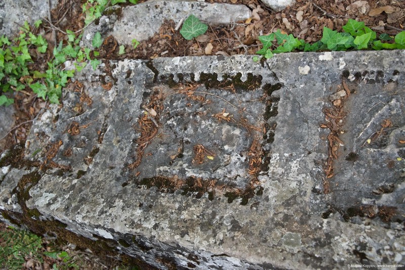 Termessos