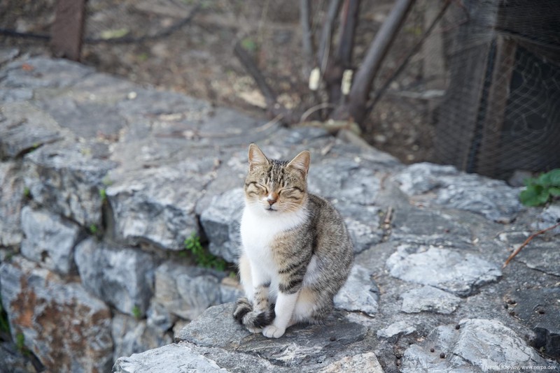Happy Alanya cat - first time i see smiling cat :)